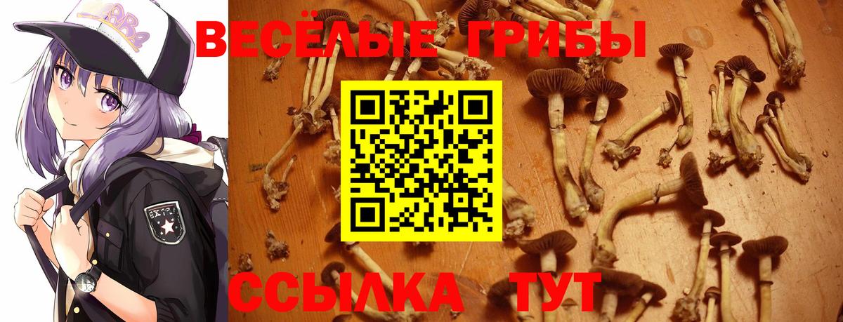 Псилоцибиновые грибы Psilocybine cubensis Кострома